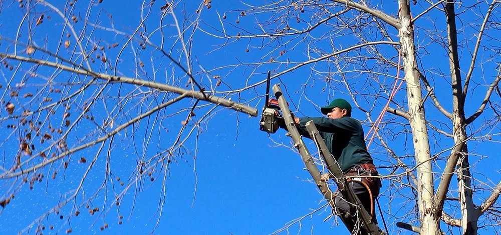 Beskæring af grene i en trætop mod blå himmel